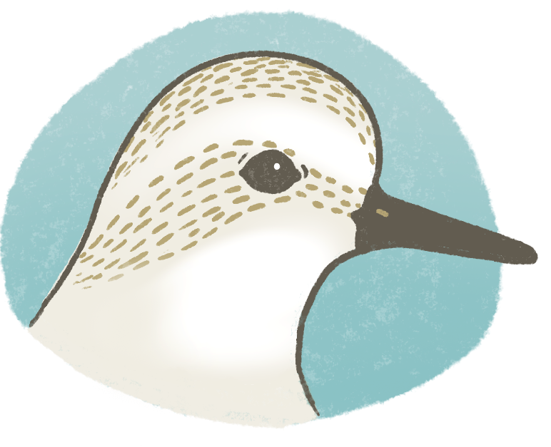 sandpiper head with aqua blue background